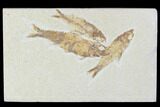 Three Knightia Fossil Fish - Wyoming #88538-1